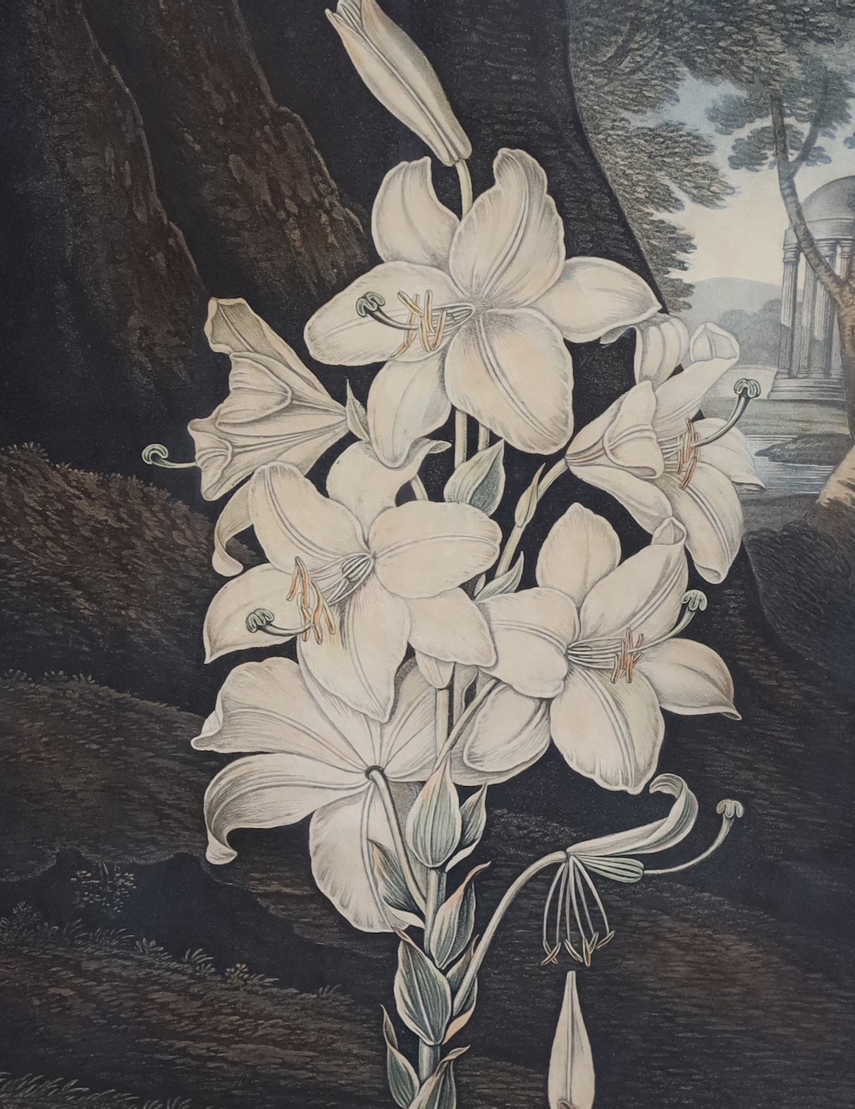 Dr Robert Thornton Publ., 'The Snowdrop' W.Ward after Pether, 1804, 'The Narrow-Leaved Kalmia', Caldwall after Reinagle, 1804 and 'The White Lily', Stadler after Henderson, 1800, three hand coloured aquatints, 50 x 37cm